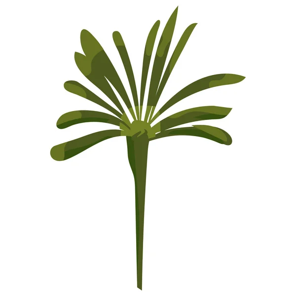 Palmboom tropisch. Exotische bloemenplant met geïsoleerde bladeren. Vector — Stockvector