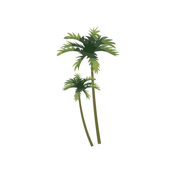 Palmier cocotier tropical. Plante florale exotique aux feuilles isolées. Vecteur — Image vectorielle