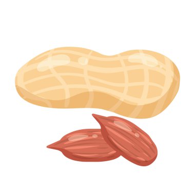 Peanits 'in doğal sağlıklı organik besin ürünü, kabuk ve açık. Vektör karalama çizgi filmi düz moda çizim eli izole edildi