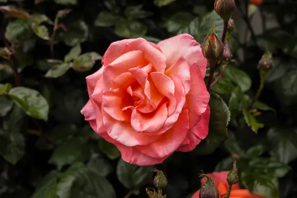 Pink rose — Stock Photo, Image