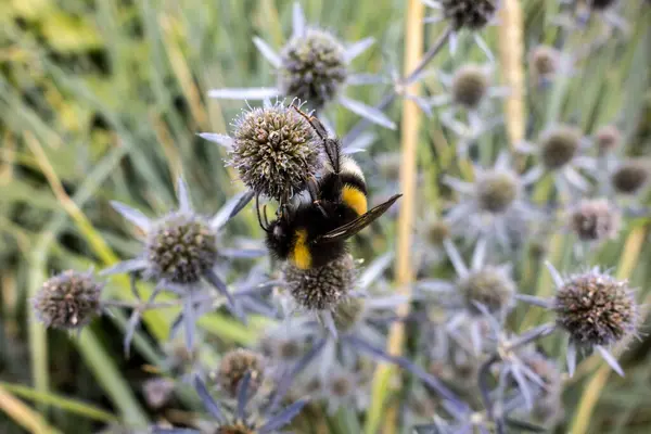 Πεδίο Λουλούδια Μελιού Και Μέλισσες Φύση Διακοσμητικό Μπλε Φόντο Μέλισσα — Φωτογραφία Αρχείου