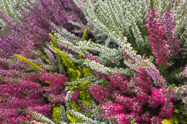 Tebrik kartları, resimler, posterler, duvar kağıtları ve diğer dekorasyon seçenekleri için parlak çiçek arkaplanı. İç güzellikler doğaldır. Doğada güzel çiçekler.