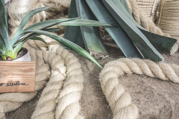 Sisal agave plant leaves against the background of products made from it. Agave sisalana plant close-up, popular tropical specie known as sisal.