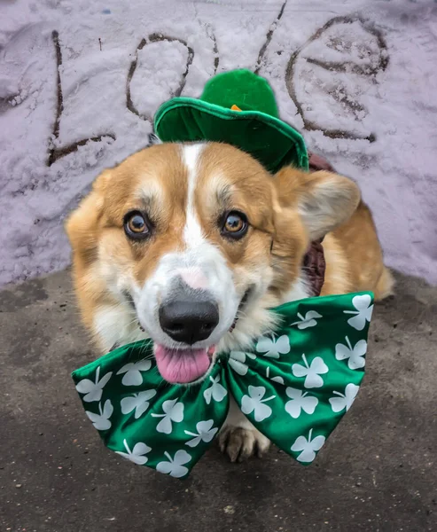 Büyüleyici köpek Pembroke Galli Corgi St. Patrick Günü 'nün yeşil şapkasıyla.