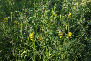 Avrupa 'nın kır çiçekleri. Ukrayna 'nın bal sarısı ve mavi çayırları. Avrupa ovasının çok renkli çayırlarının güzel arka planı.