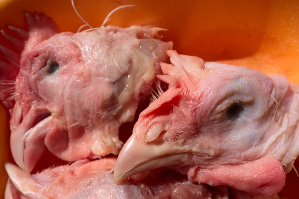 Comida Para Gatos Fondo Alimenticio Cabezas Pollo Crudas Cabezas Pollo — Foto de Stock