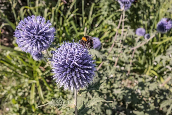 Pollen Stained Shaggy Bumblebee Honey Bearing Blue Flowers Echinops Medicinal — Stock Photo, Image