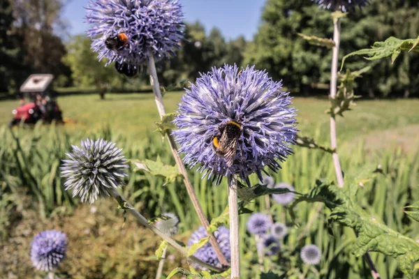 Pollen Stained Shaggy Bumblebee Honey Bearing Blue Flowers Echinops Medicinal — Stock Photo, Image