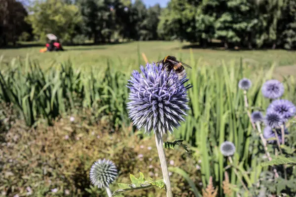 Pollen Stained Shaggy Bumblebee Honey Bearing Blue Flowers Echinops Medicinal — Stock Photo, Image