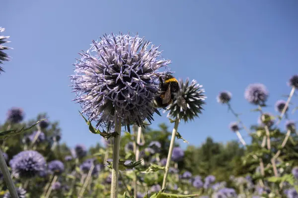 Σγουρή Μέλισσα Κηλίδες Στα Μπλε Λουλούδια Των Echinops Φαρμακευτικά Φυτά — Φωτογραφία Αρχείου