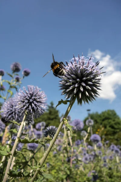 Pollen Stained Shaggy Bumblebee Honey Bearing Blue Flowers Echinops Medicinal — Stock Photo, Image