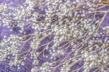 Mor renkli bulanık bir zemin üzerinde ince dalları olan narin, narin, havadar bir çiçek buketi..