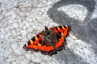 Genç bir burdock kelebeği kırık grafiti yüzeyinde kanatlarını kurutur. Gri yüzeydeki boyalı kadın ya da Vanessa Cardui kelebeği. Kelebek doğum günü