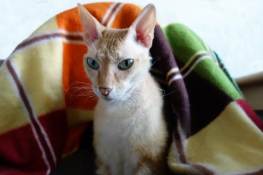 Bir sepet içinde oturan turuncu ve beyaz sphynx kedi