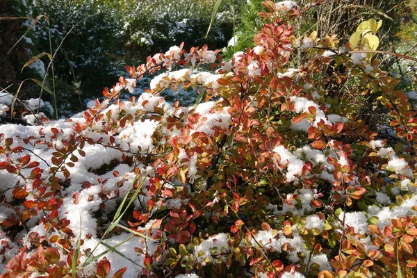 Jesienne śniegu na trawy i liści — Zdjęcie stockowe