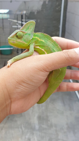 зеленый хамелеон с покрывалом на руке