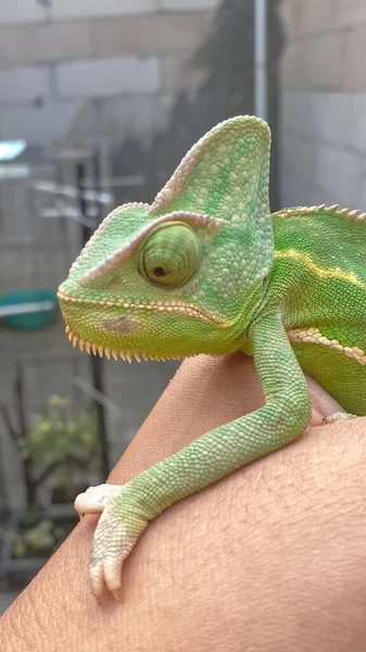 Zelený Závoj Chameleon Ruce — Stock fotografie