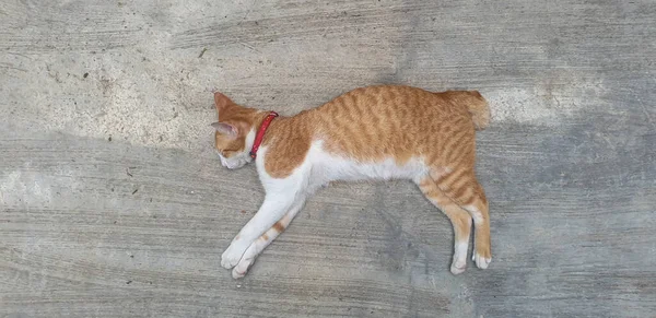 Mały Kot Śpi Betonowej Podłodze — Zdjęcie stockowe