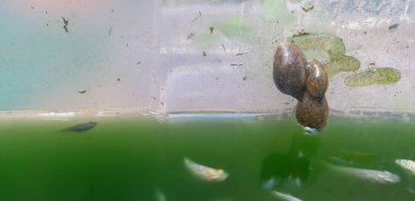 Yeşil suyun üzerinde küçük bir salyangoz
