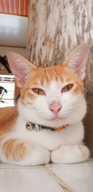 Şirin beyaz turuncu kedi yavrusu