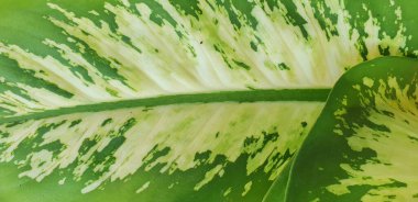 Yeşil yaprağın ayrıntılı dokusu