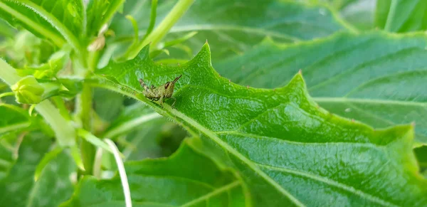 Pequeño Saltamontes Hoja Verde — Foto de Stock