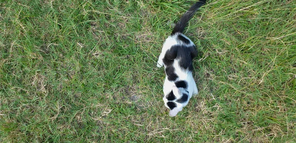 Svart Och Vit Fläckig Kattunge Leker Gräset — Stockfoto