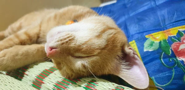 かわいいオレンジの子猫が眠りに落ちる — ストック写真