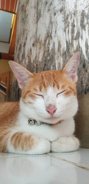 Słodkie Pomarańczowy Kotek Spadek Sen — Zdjęcie stockowe