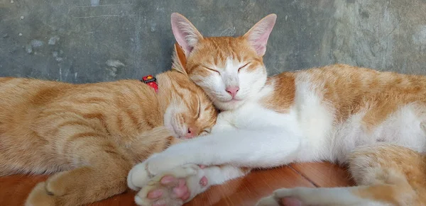 Süße Orangefarbene Kätzchen Schlafen Ein — Stockfoto