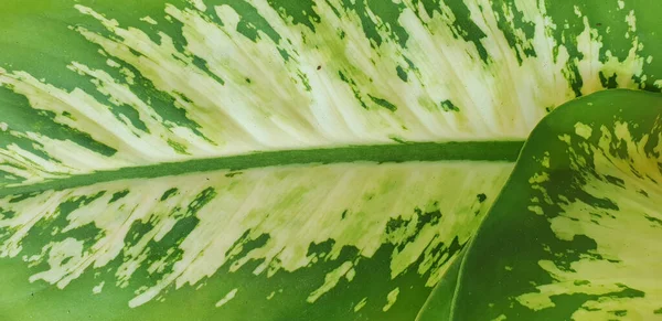 Detalhes Textura Fora Folha Verde — Fotografia de Stock