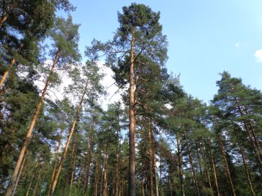 çayır çimen ağaçlar yaz
