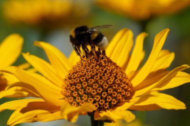 Çiçekteki yaban arısı