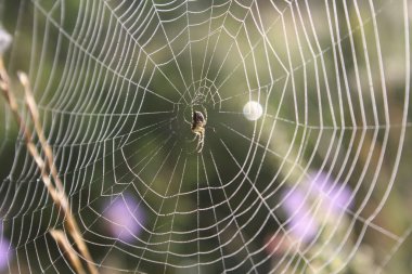 Örümcek ağda