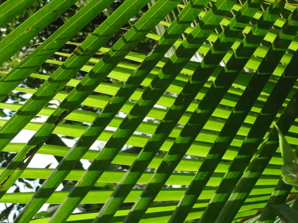 Foglie tropicali — Foto Stock