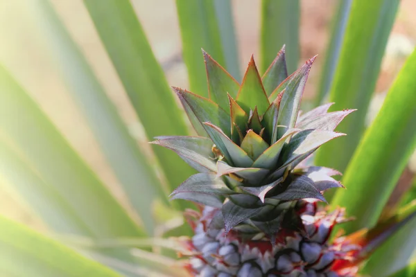 Ananas.