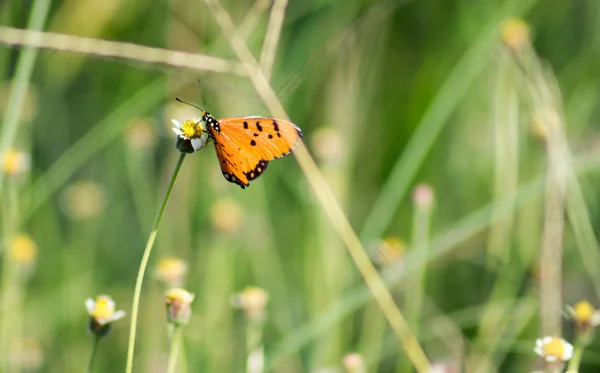 Flor de enxame de borboleta — Fotografia de Stock