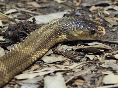 İnanılmaz muhteşem Monocled Kobra doğal güzellikte.        