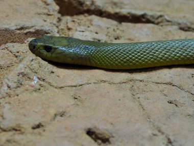 İç Taipan 'da doğal güzellikte görkemli, gösterişli bir akış..       