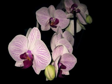  orkide phalaenopsis çiçek kadar kapatın  