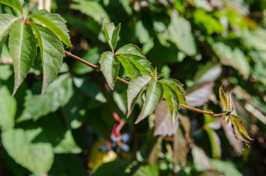 yeşil yaprakların arkaplanı