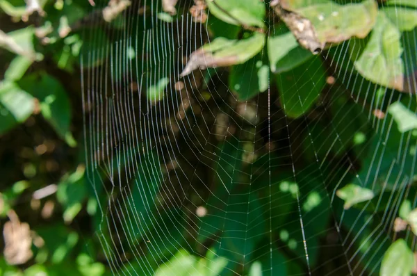 Spinnweben — Stockfoto