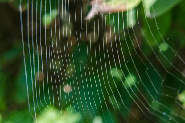 Cobweb — Fotografie, imagine de stoc