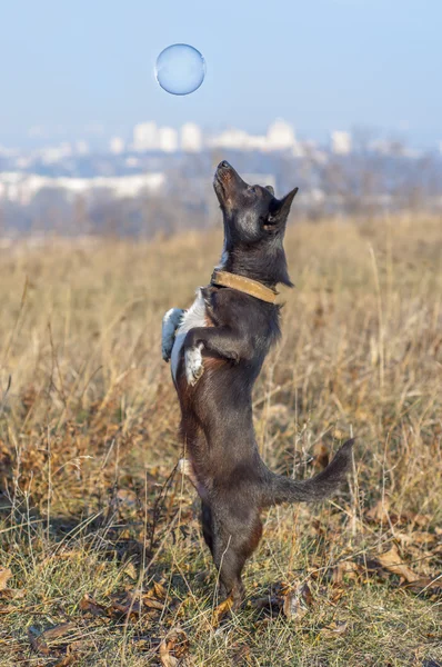 Hund und Seifenblase — Stockfoto