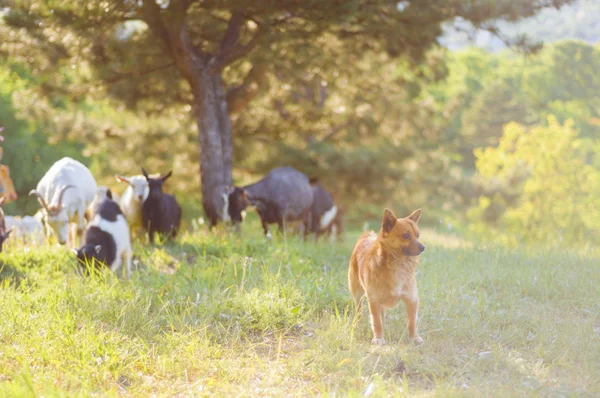 Маленький пастушок летом — стоковое фото