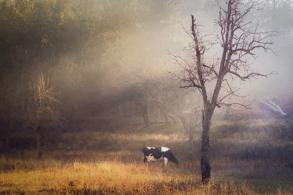 Sonbahar pastoral sahne — Stok fotoğraf
