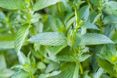 Yeşil nane yaprakları