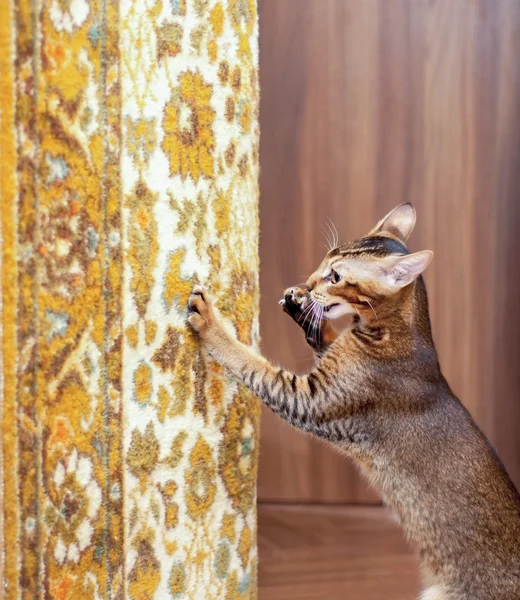 Kedi tırmalamak halı — Stok fotoğraf