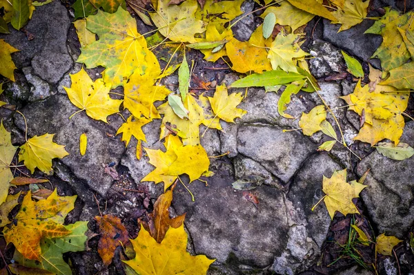 Folhas na pedra — Fotografia de Stock