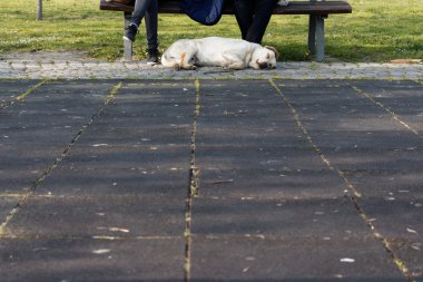 Parkta kestiriyor Labrador